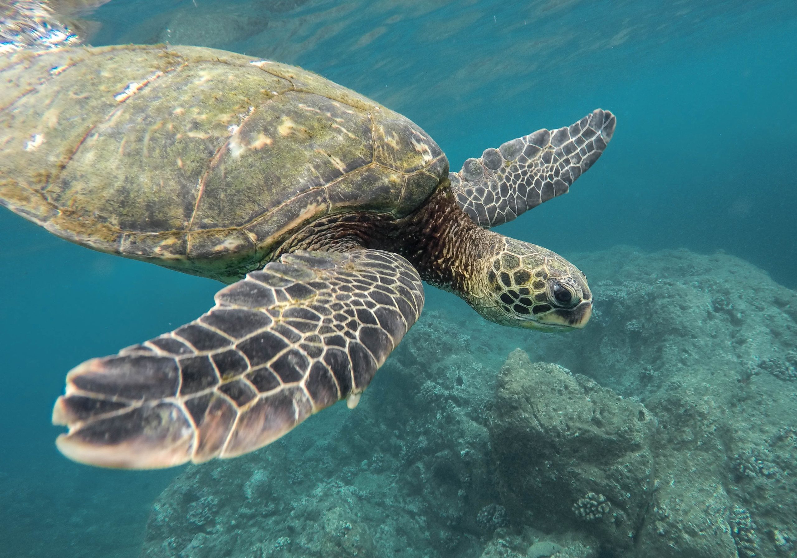 turtle under water