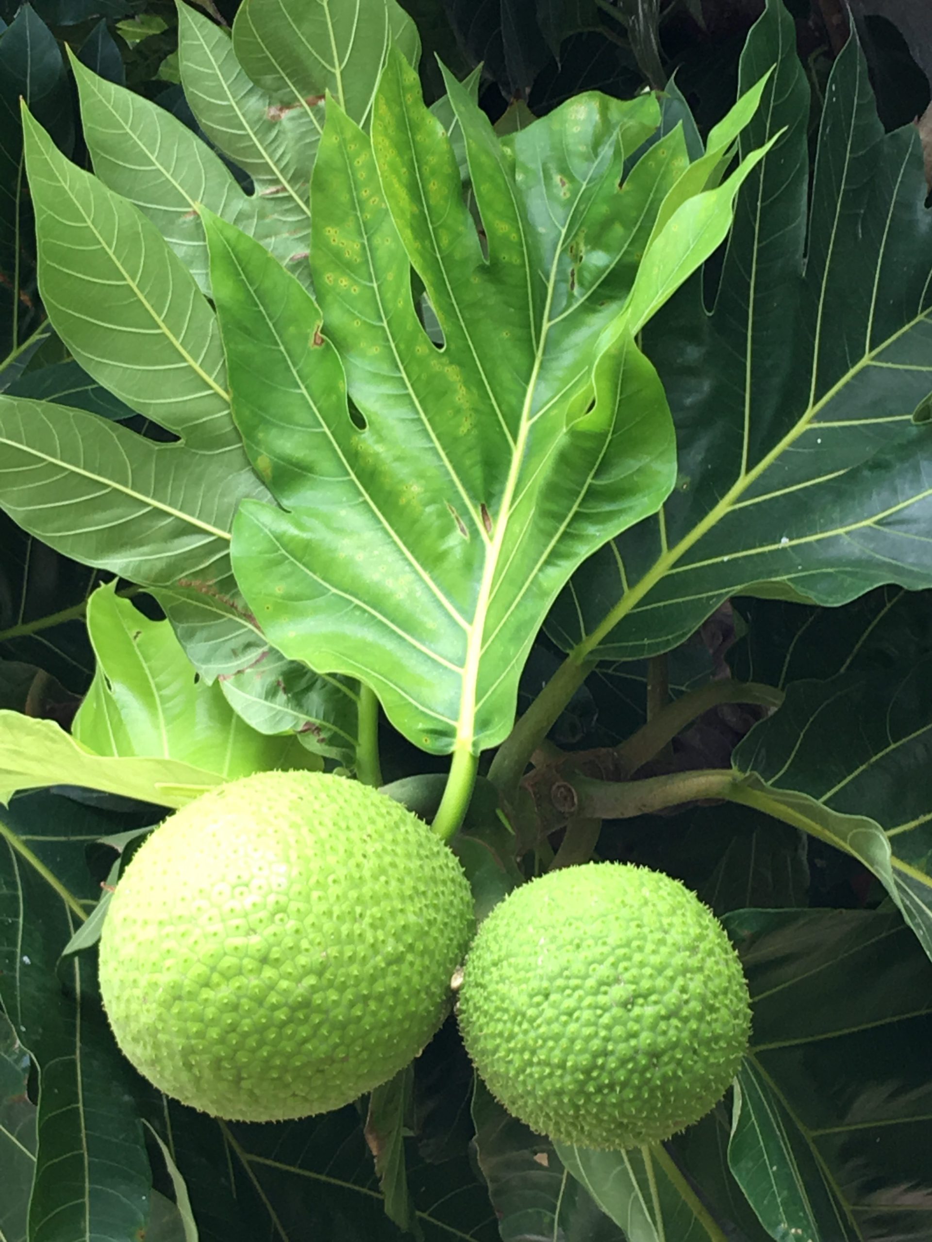 Fruit and leaves