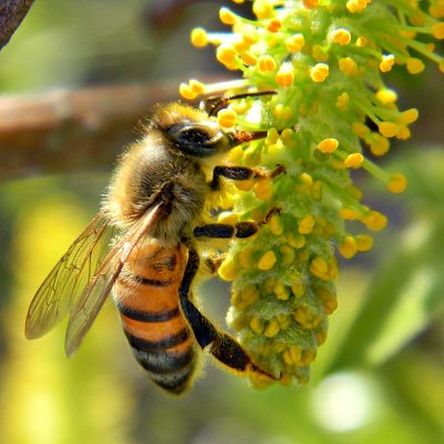 A honey bee resting on a willow catkin.