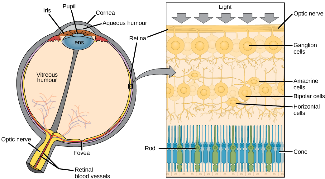 Cross section of the human eye.