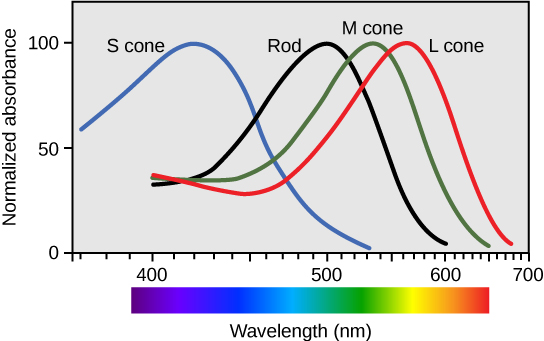 Absorbance of eye cones.