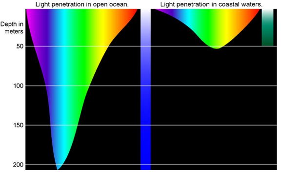 The amount of light decreases with ocean depth.